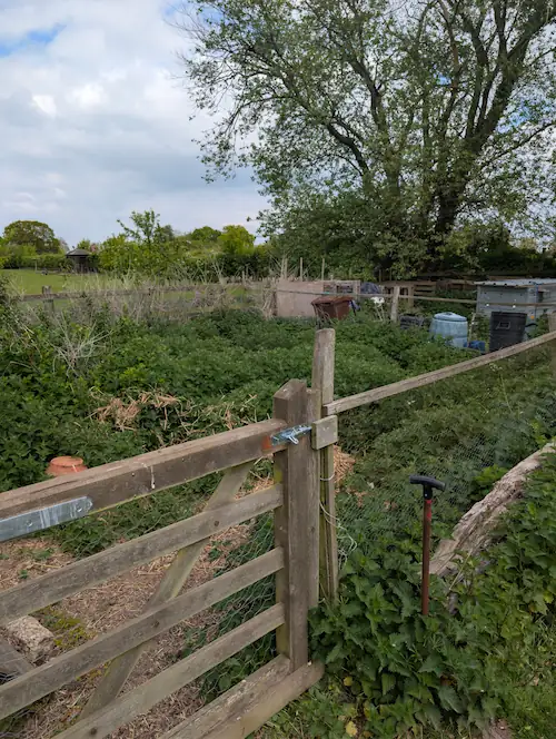 Overgrown area around chicken coop
